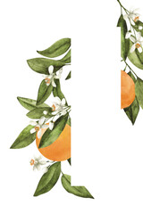 Oranges on a branch. Watercolor frame, postcard, invitation.