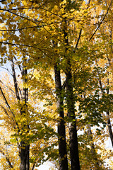 Obraz premium Beautiful scenery in the park