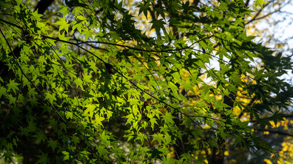 Beautiful scenery in the park