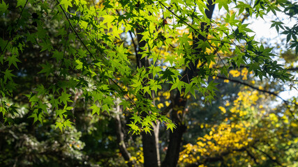 Beautiful scenery in the park