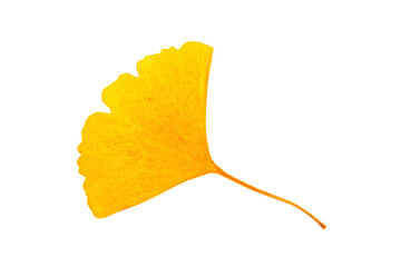 Naklejka premium Dried yellow Ginkgo leaf on white background.