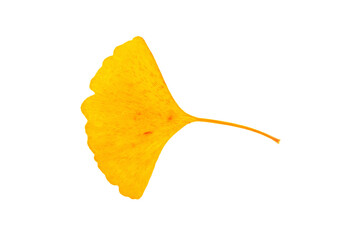 Naklejka premium Dried yellow Ginkgo leaf on white background.