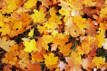 Naklejka na ściany i meble background golden maple leaves autumn top view
