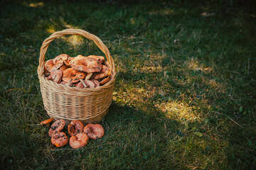 Wicker basket filled with mushrooms on grass