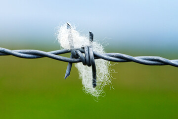 A piece of wool hooked on a wire fence