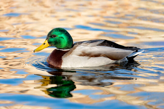 Wild duck with green head