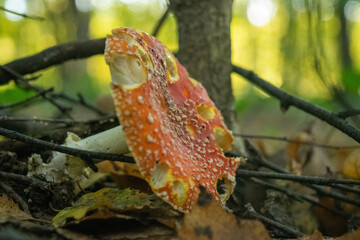 A poisonous and hallucinogenic mushroom Fly agaric in the grass against the background of an autumn forest. Red poisonous mushroom close-up in the natural environment. Beautiful autumn landscape