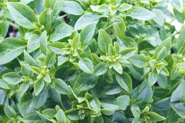 Basil plants grown from above, basil leaves. Ingredient, twig.