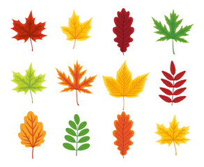 Fototapeta premium Autumn leaf. Set of autumn leaves of maple, oak, beech, birch andchestnut. Yellow, orange, red, green and brown color of leaves. Foliage from tree isolated on white background. Icon of forest. Vector