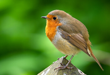 robin on a post