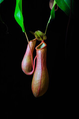 tropical flytrap pitcher plant, Nepenthes