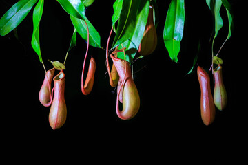 tropical flytrap pitcher plant, Nepenthes