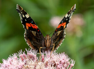 Red Admiral butterfly on flower