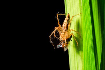 spider eating bug on the leaf on dark background.