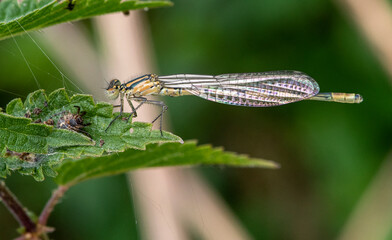 Emerald damselfly on a leaf with a spider inside 