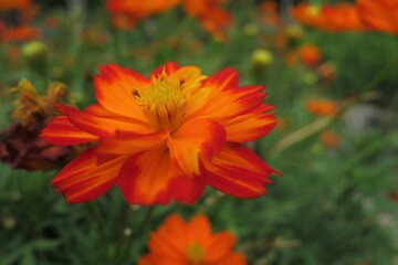 orange flowers in the garden