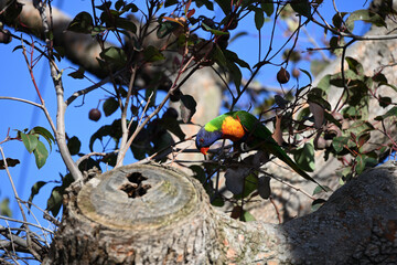 Rainbow lorikeet in a gum nut tree, peering down to where a tree limb has been sawn off