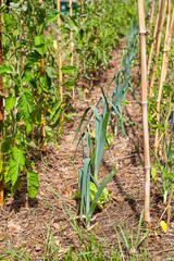 Au potager - gros plan sur des rangs de légumes en cultures associées (poireaux, carottes, semis protégés par des cagettes)