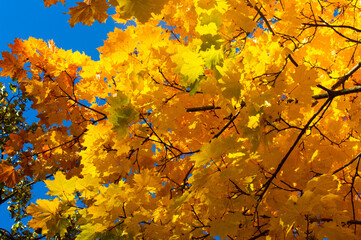 Baumblätter im Herbst_gelb