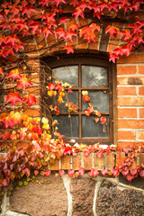 autumn leaves on a window, red brick wall and rustic window. romantic, retro scenery