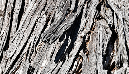 alte vertrockneter baum baumrinde
