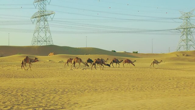 Camels in the desert walking around for grazing. Dubai United Arab Emirates
