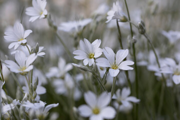 Cerastium tomentosum on blurred background