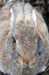 brown cute rabbit in the garden
