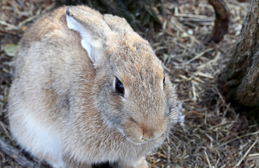 brown cute rabbit in the garden
