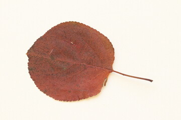 Dry autumn leaves of trees on a light background.