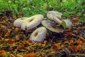 mushrooms in the forest