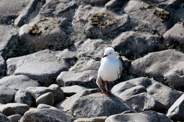 In injured red billed gull appears to have a broken wing
