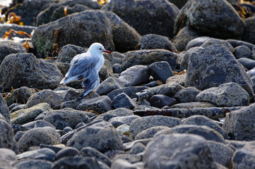 Fototapeta premium An injured seagull is dragging its broken wing