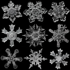 Multiple white snowflakes isolated on black background. Illustration based on macro photo of real snow crystal: elegant star plate with short, broad arms, glossy relief surface and complex inner
