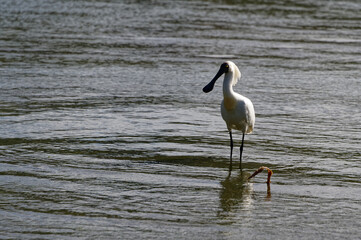 A royal spoonbill sands side on to the photographer