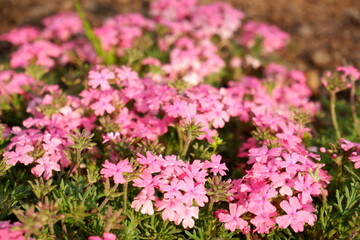 pink flowers in the garden