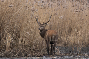 Naklejka na ściany i meble Beautiful male red deer with nice antlers in his natural environment, Cervus elaphus, large animal in the wild, nature reserve, beautiful bull and its antlers