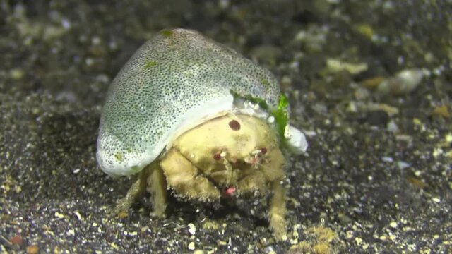 sleepy sponge crab with small sponge on back walks over sandy bottom towards camera.