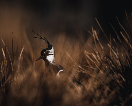 Shallow focus of a chibis bird in the middle of wild grass in Sweden