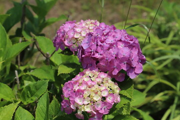 日本の初夏の庭に咲くピンク色のアジサイの花