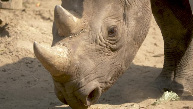 Close-up view of an angry protective Rhinoceros mother.