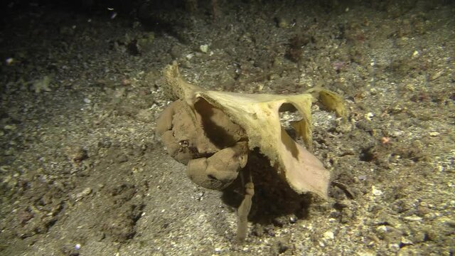 sleepy sponge crab walks over sandy bottom during night passing another sponge crab and facing camera, claws and head visible
