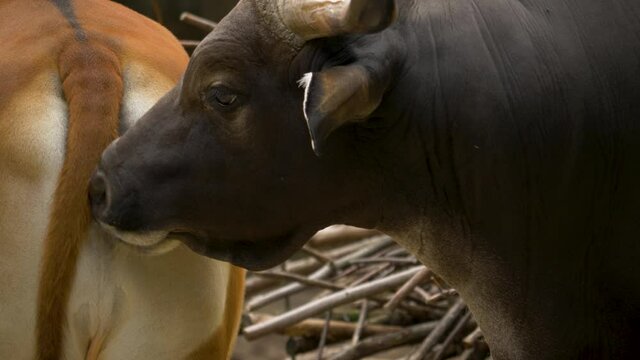 Close up of a lustful Java Banteng bull during mating season.