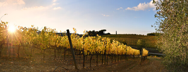 October, the chianti vineyards turn yellow under the sunset light in autumn. Panoramic view of...