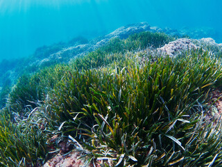Posidonia Oceanica, also known as Neptune Grass, is an endemic seagrass from the Mediterranean. 
