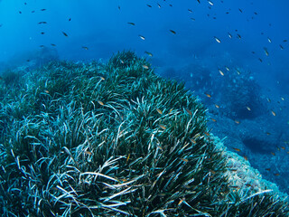 Fototapeta na wymiar Posidonia Oceanica, also known as Neptune Grass, is an endemic seagrass from the Mediterranean. 