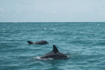 Dolphins swimming on the water's surface.