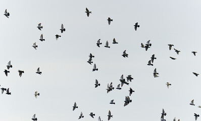 Flock of pigeons flying