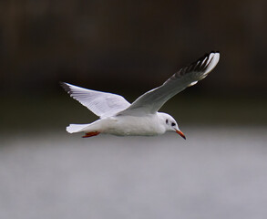 Seagull in flight over river