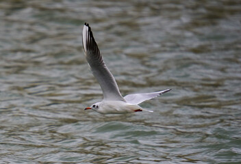 Seagull in flight over river